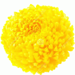 Golden Chrysanthemum