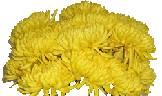 Golden Chrysanthemums