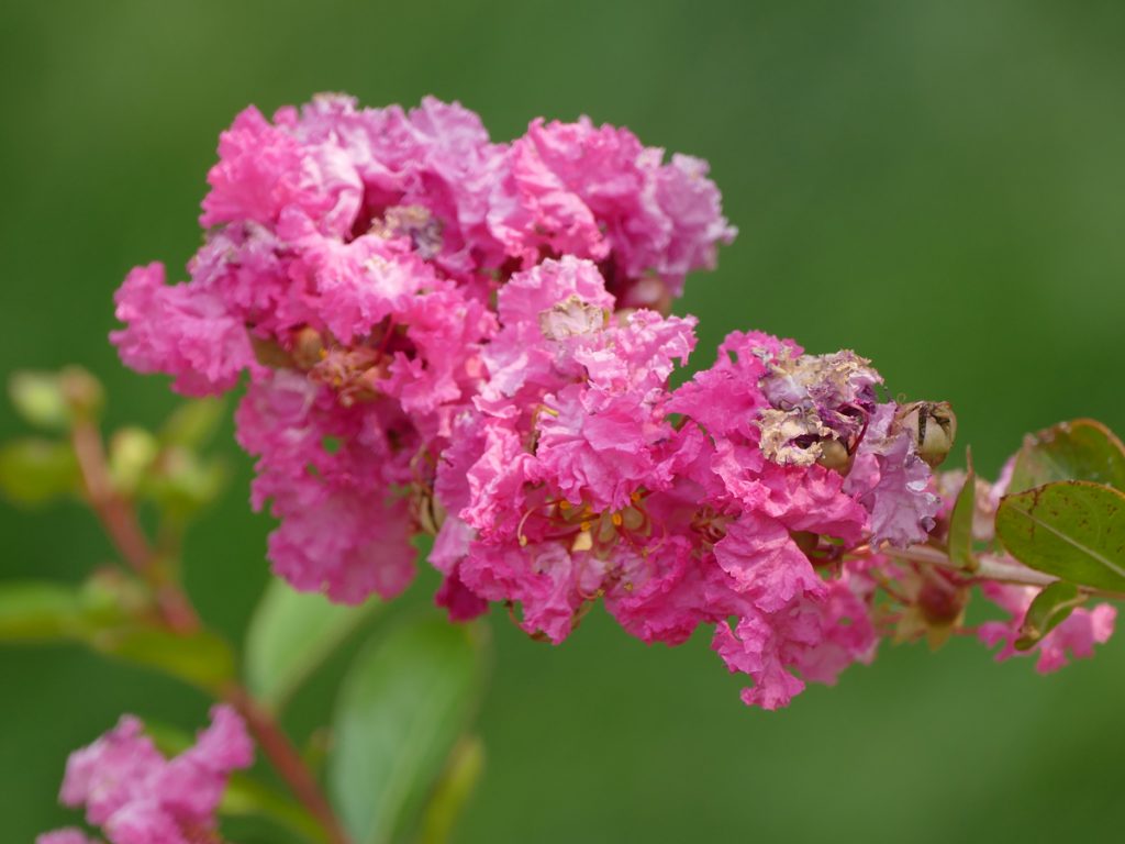 crepemyrtle01