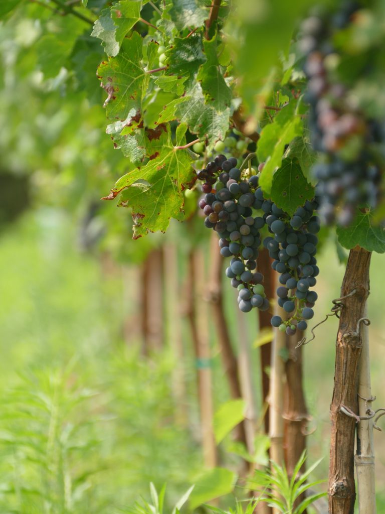vineyard01